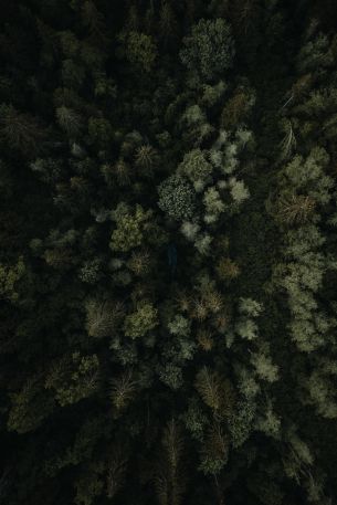 forest, top view Wallpaper 3640x5464