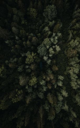 forest, top view Wallpaper 1752x2800