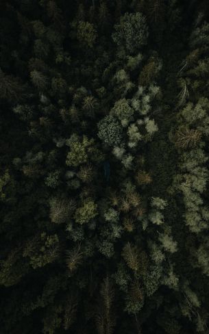 Обои 1600x2560 лес, вид сверху