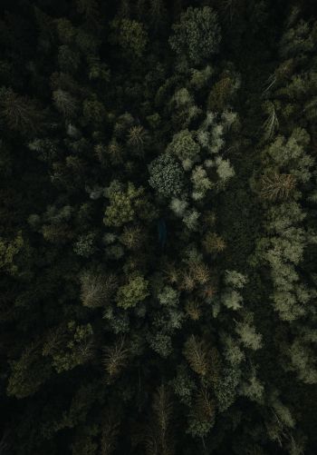 Обои 1668x2388 лес, вид сверху