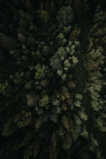 Обои 640x960 лес, вид сверху