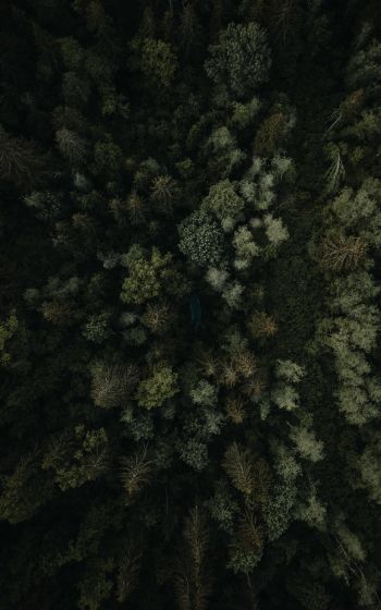 forest, top view Wallpaper 800x1280