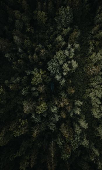 forest, top view Wallpaper 1200x2000