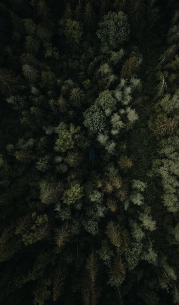 forest, top view Wallpaper 600x1024