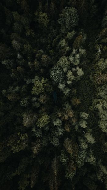 forest, top view Wallpaper 640x1136