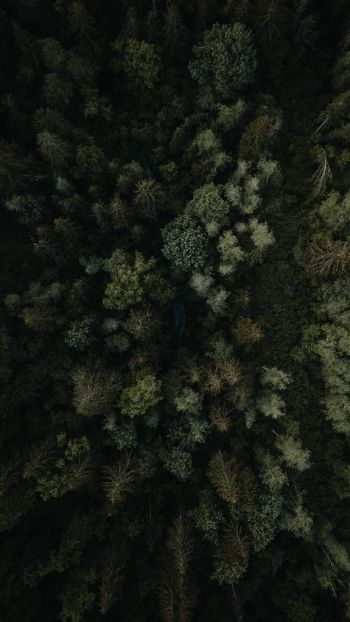 forest, top view Wallpaper 720x1280