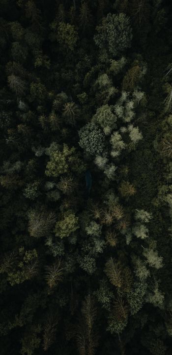 Обои 1080x2220 лес, вид сверху