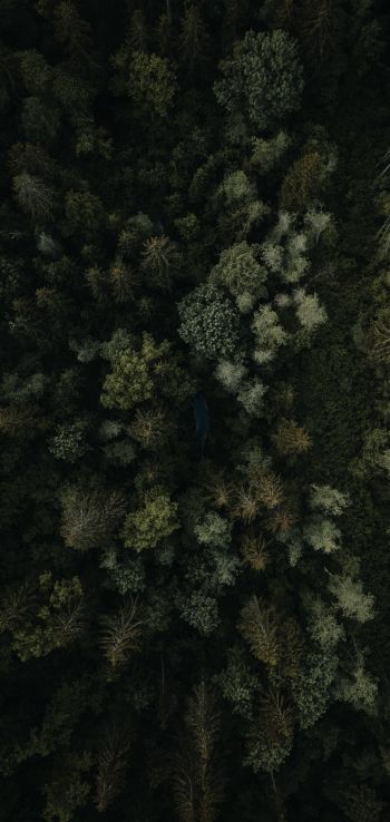 Обои 1080x2280 лес, вид сверху