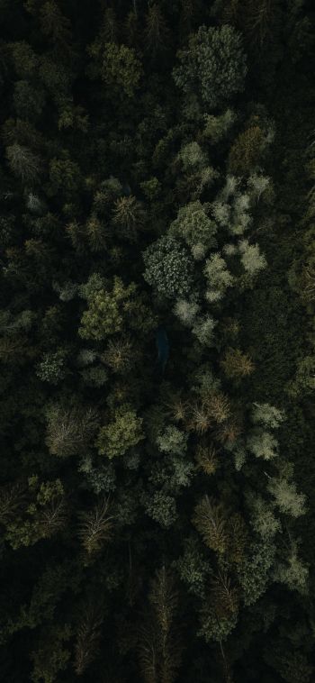 Обои 1080x2340 лес, вид сверху