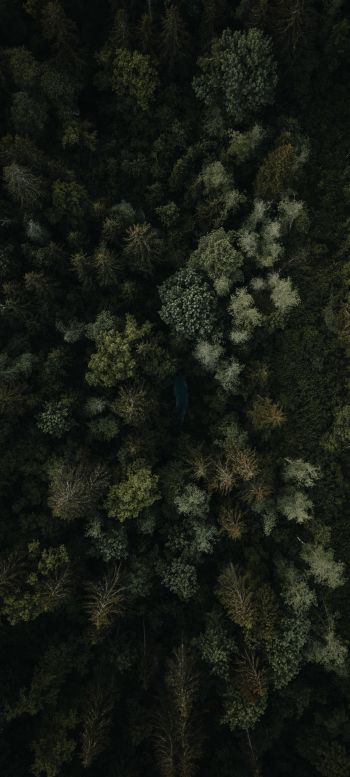 Обои 1440x3200 лес, вид сверху