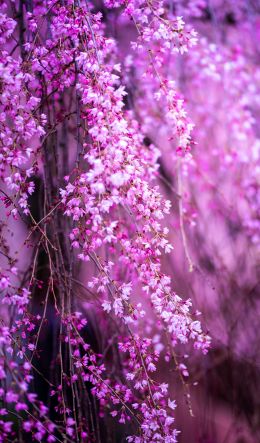 bloom, pink Wallpaper 600x1024