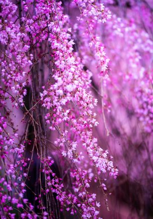 bloom, pink Wallpaper 1668x2388