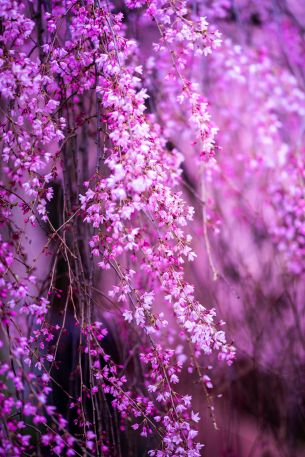 bloom, pink Wallpaper 640x960