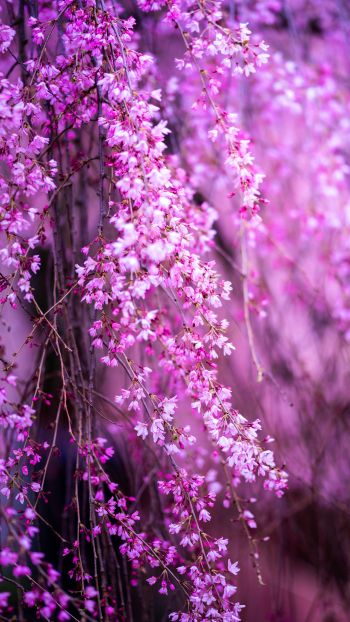 bloom, pink Wallpaper 1080x1920