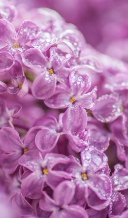 lilac, bloom, pink Wallpaper 600x1024