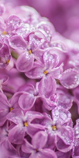 lilac, bloom, pink Wallpaper 720x1440