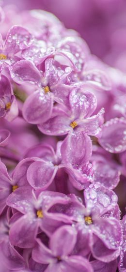 lilac, bloom, pink Wallpaper 1242x2688