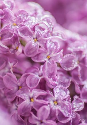 lilac, bloom, pink Wallpaper 1668x2388