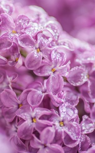 lilac, bloom, pink Wallpaper 800x1280