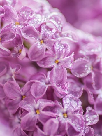 lilac, bloom, pink Wallpaper 1668x2224