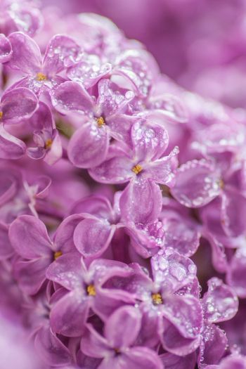 lilac, bloom, pink Wallpaper 640x960
