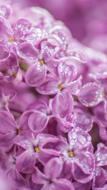 lilac, bloom, pink Wallpaper 640x1136