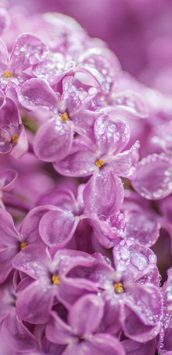 lilac, bloom, pink Wallpaper 1080x2220