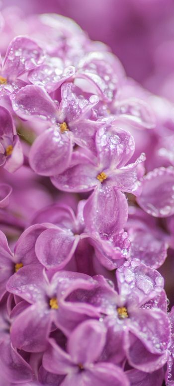 lilac, bloom, pink Wallpaper 1080x2400