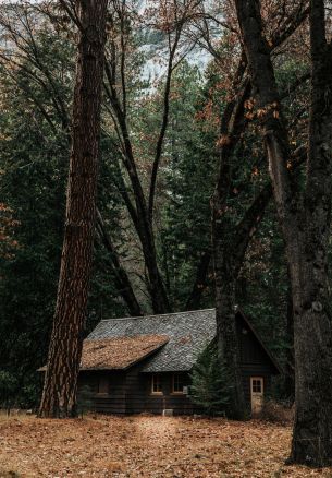 Обои 1640x2360 домик в лесу, хвойный лес