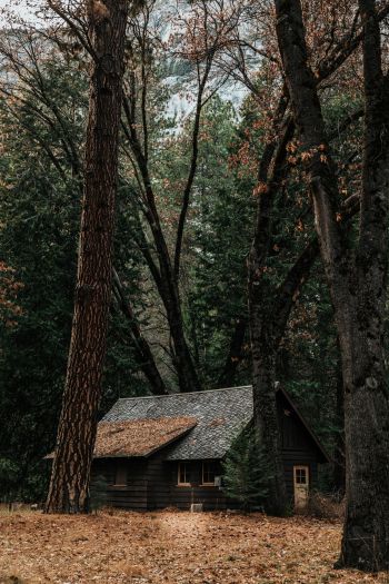 Обои 640x960 домик в лесу, хвойный лес