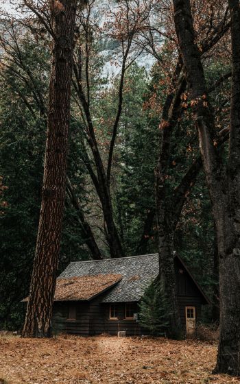 Обои 800x1280 домик в лесу, хвойный лес