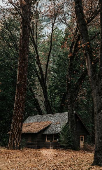 a house in the woods, coniferous forest Wallpaper 1200x2000