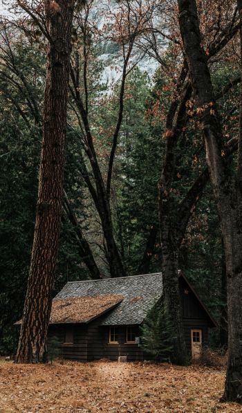 a house in the woods, coniferous forest Wallpaper 600x1024