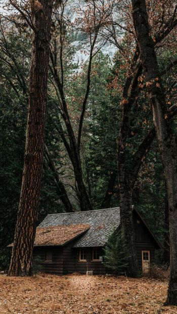 a house in the woods, coniferous forest Wallpaper 640x1136