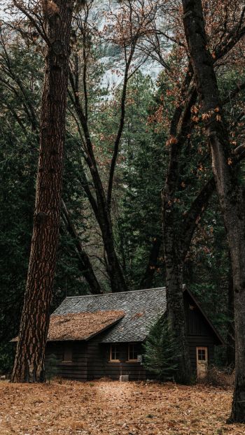a house in the woods, coniferous forest Wallpaper 1440x2560