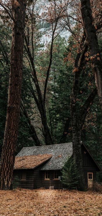 a house in the woods, coniferous forest Wallpaper 1080x2280