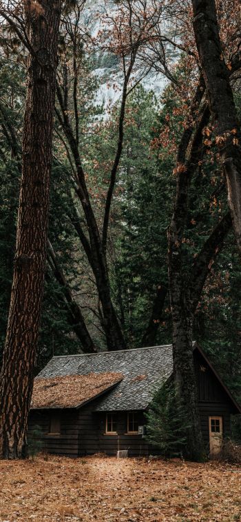 a house in the woods, coniferous forest Wallpaper 1125x2436