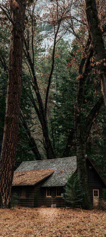 a house in the woods, coniferous forest Wallpaper 720x1600