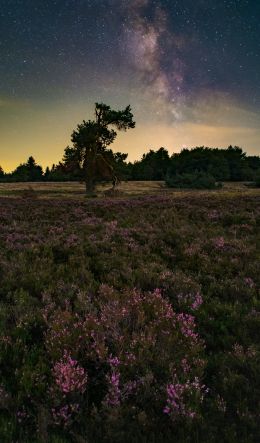 flower field, starry sky Wallpaper 600x1024