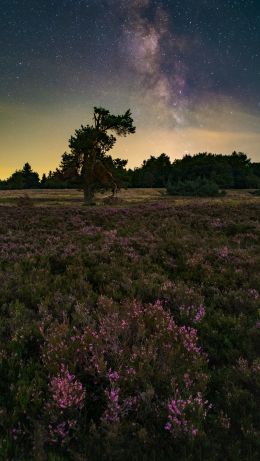 flower field, starry sky Wallpaper 640x1136