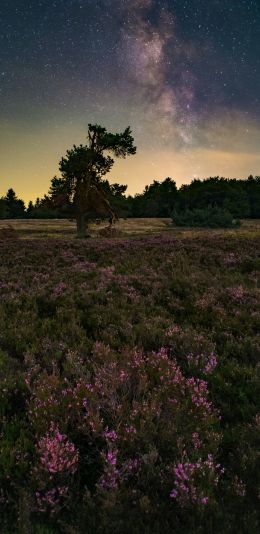 flower field, starry sky Wallpaper 1080x2220