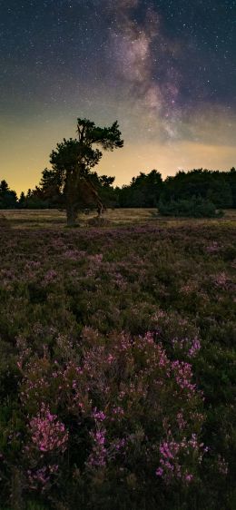 flower field, starry sky Wallpaper 1284x2778