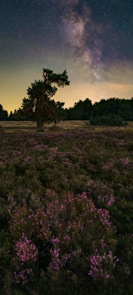 flower field, starry sky Wallpaper 720x1600