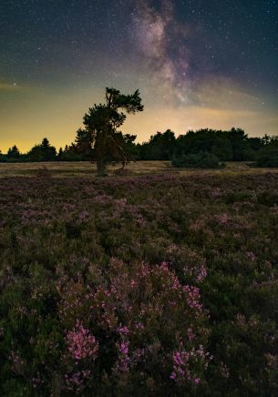 flower field, starry sky Wallpaper 1668x2388