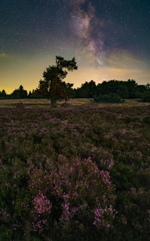 flower field, starry sky Wallpaper 1600x2560