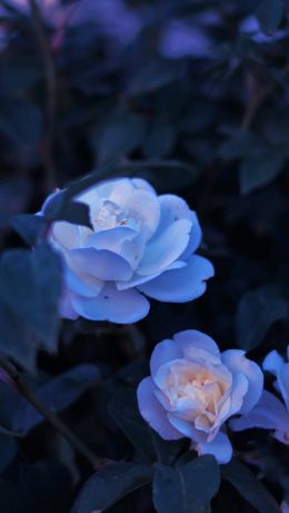 blue flowers, plant Wallpaper 640x1136