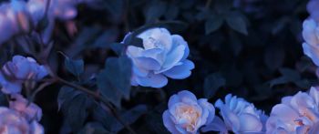 blue flowers, plant Wallpaper 2560x1080