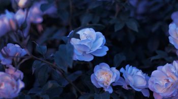 Обои 1600x900 синие цветы, растение