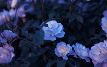 Обои 2560x1600 синие цветы, растение