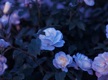 Обои 1024x768 синие цветы, растение